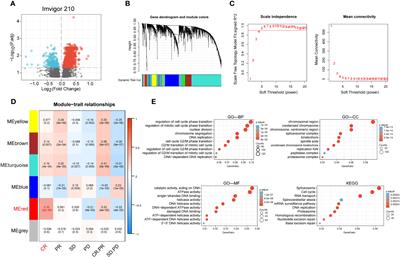 Integration of multi-omics and clinical treatment data reveals bladder cancer therapeutic vulnerability gene combinations and prognostic risks